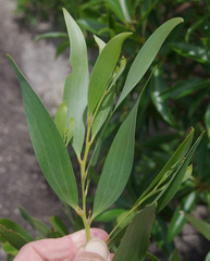 Acacia leptostachya × spirorbis