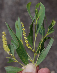 Acacia leptostachya × spirorbis