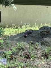 Marmota flaviventris