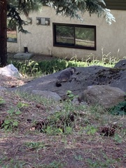 Marmota flaviventris