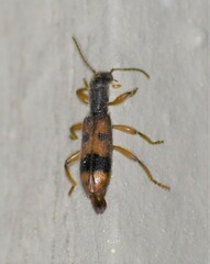 Cymatodera balteata
