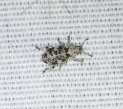 Colecerus marmoratus