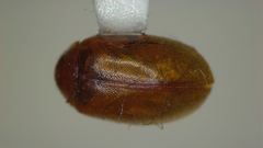 Contacyphon variabilis