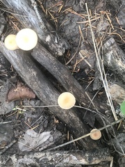 Tubaria romagnesiana
