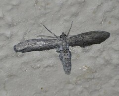 Glaucina erroraria