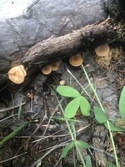Tubaria romagnesiana
