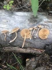 Tubaria romagnesiana