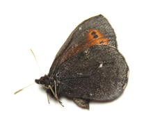 Erebia mancinus