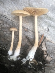 Tubaria romagnesiana
