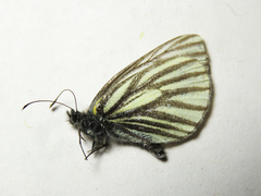 Pieris angelika