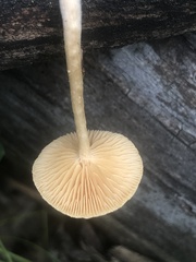 Tubaria romagnesiana