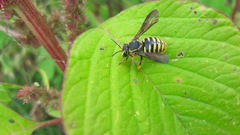 Paranthidium