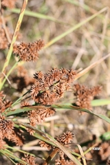 Cyperus ligularis