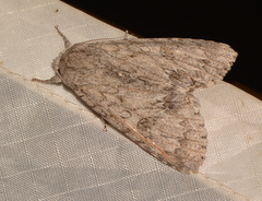 Acronicta americana