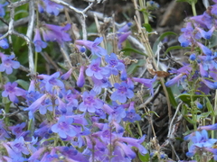 Penstemon virens
