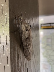 Dysmicohermes ingens