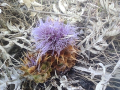 Cynara tournefortii