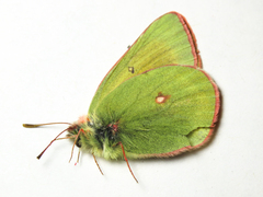 Colias hecla