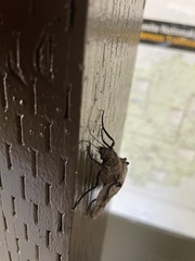 Dysmicohermes ingens