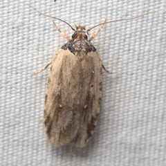 Agonopterix atrodorsella