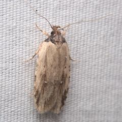 Agonopterix atrodorsella