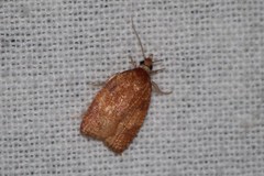 Cenopis reticulatana