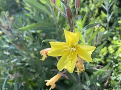 Oenothera elata hirsutissima