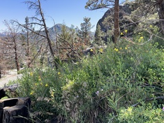 Oenothera elata hirsutissima