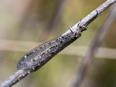 Brachynemurus nebulosus