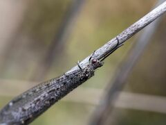 Brachynemurus nebulosus