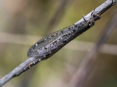 Brachynemurus nebulosus
