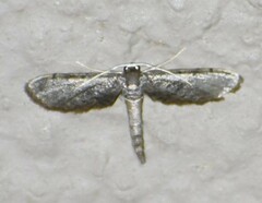 Protoproutia laredoata