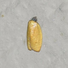 Sparganothis demissana