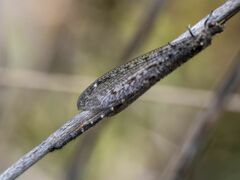 Brachynemurus nebulosus