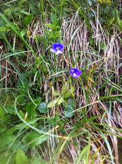 Pinguicula leptoceras