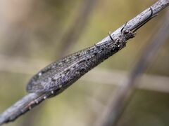 Brachynemurus nebulosus