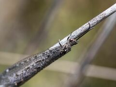 Brachynemurus nebulosus