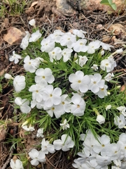 Phlox multiflora