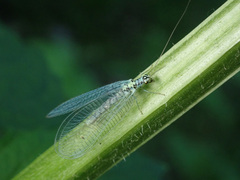 Chrysopa perla