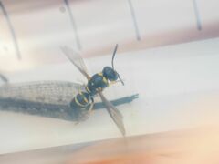 Parancistrocerus fulvipes