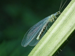 Chrysopa perla