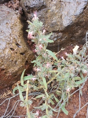 Echium glomeratum