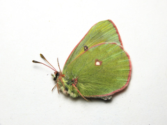 Colias hecla