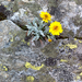 Jacobaea uniflora - Photo (c) OggioniAle, algunos derechos reservados (CC BY-NC-ND), subido por OggioniAle