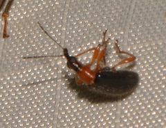 Eugnamptus angustatus