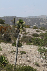 Yucca potosina
