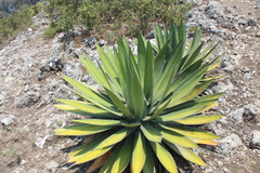 Agave obscura