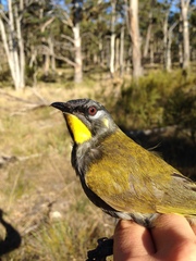 Nesoptilotis flavicollis