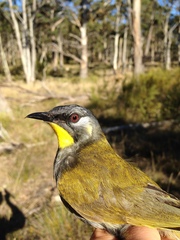 Nesoptilotis flavicollis