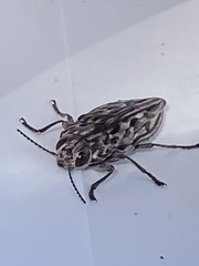 Chalcophora angulicollis